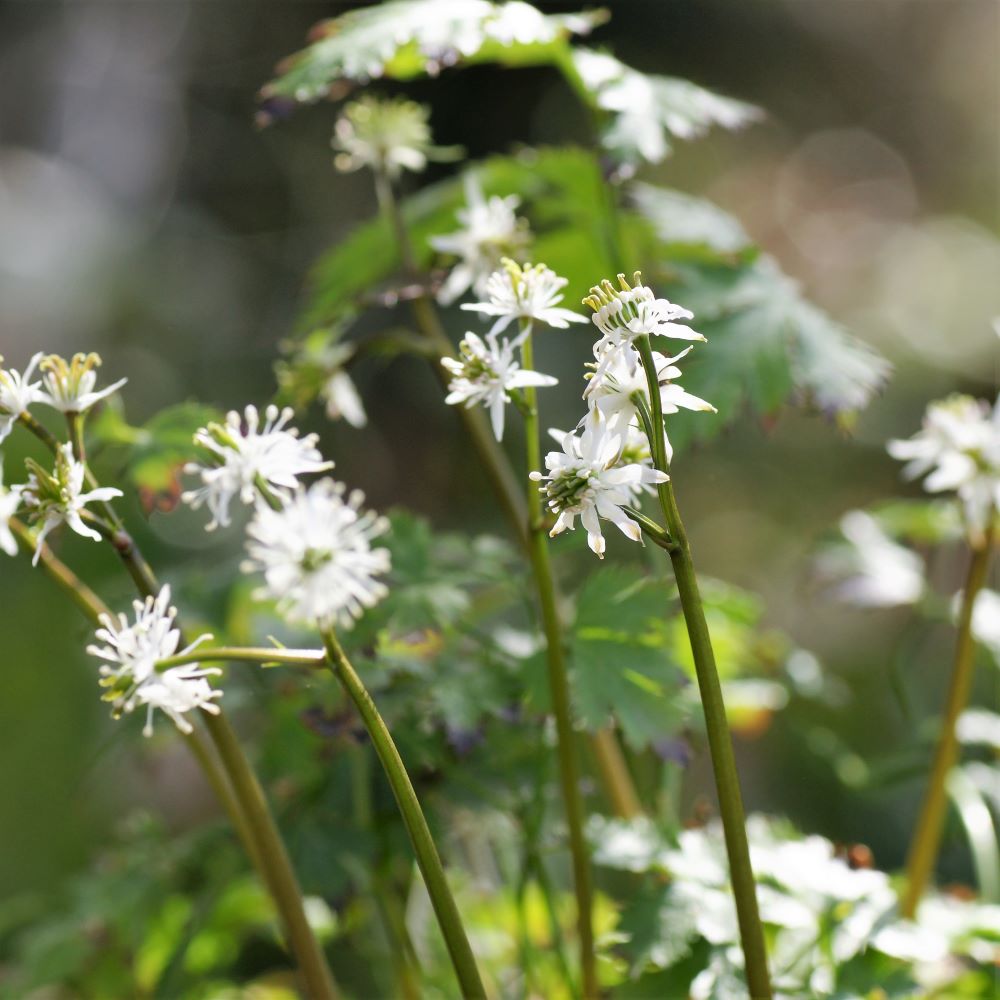 オウレン 植物図鑑｜薬用植物園 神戸薬科大学